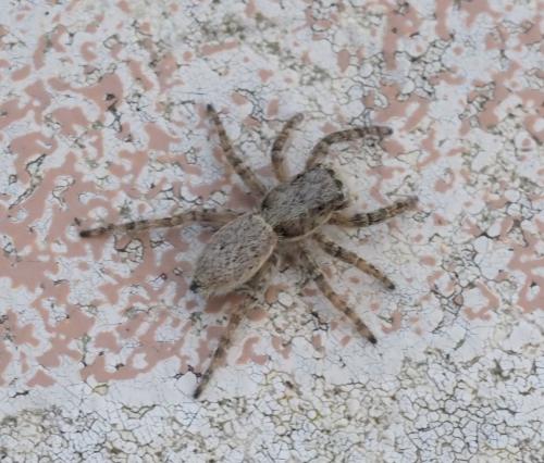 Menemerus taeniatus